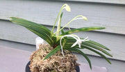 Neofinetia falcata 'Amanogawa' 天の川