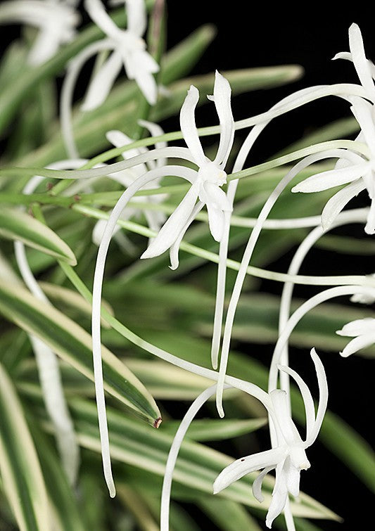 Neofinetia falcata 'Gojo Fukurin' 御城覆輪