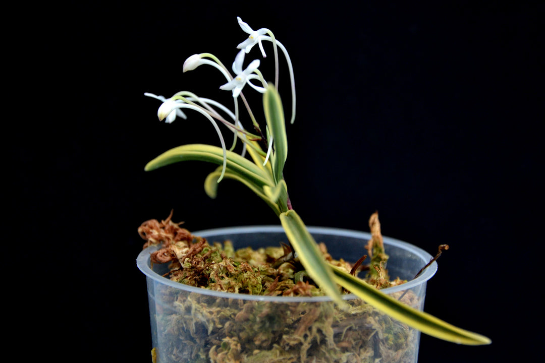 Neofinetia falcata 'Higashidemiyako' 東出都