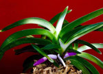 Carica l'immagine nel visualizzatore Galleria, Neofinetia falcata 'Homeiden' 豊明殿