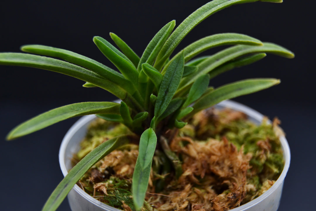 Neofinetia falcata 'Kinginrasha' 金銀羅紗