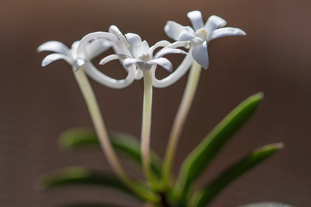 Neofinetia falcata 'Kinginrasha' 金銀羅紗