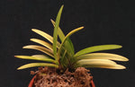 Carica l'immagine nel visualizzatore Galleria, Neofinetia falcata 'Kinroukaku'