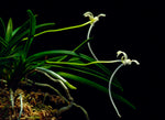 Load image into Gallery viewer, Neofinetia falcata 'Kochō no Mai' 胡蝶の舞