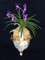 Carica l'immagine nel visualizzatore Galleria, Neofinetia falcata cv. Koto