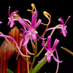 Carica l'immagine nel visualizzatore Galleria, Neofinetia falcata cv. Koto