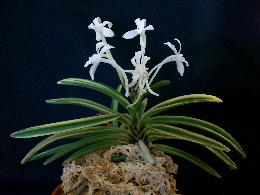 Neofinetia falcata 'Nishidemiyako'