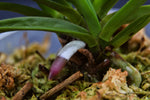 Carica l'immagine nel visualizzatore Galleria, Neofinetia falcata 'Raizan' 雷山