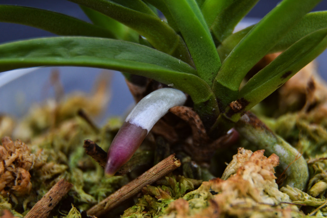 Neofinetia falcata 'Raizan' 雷山