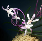 Carica l'immagine nel visualizzatore Galleria, Neofinetia falcata 'Raizan' 雷山