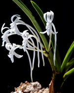 Carica l'immagine nel visualizzatore Galleria, Neofinetia falcata 'Setsuzan' 雪山
