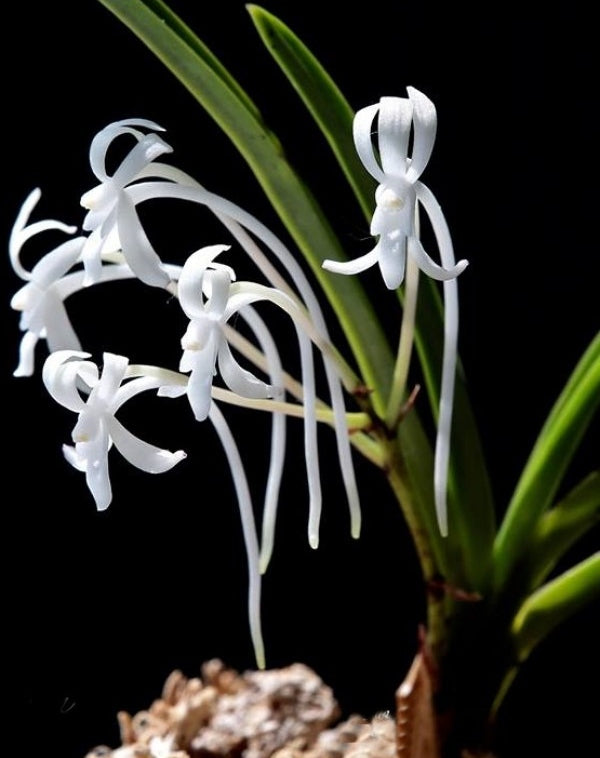 Neofinetia falcata 'Setsuzan' 雪山