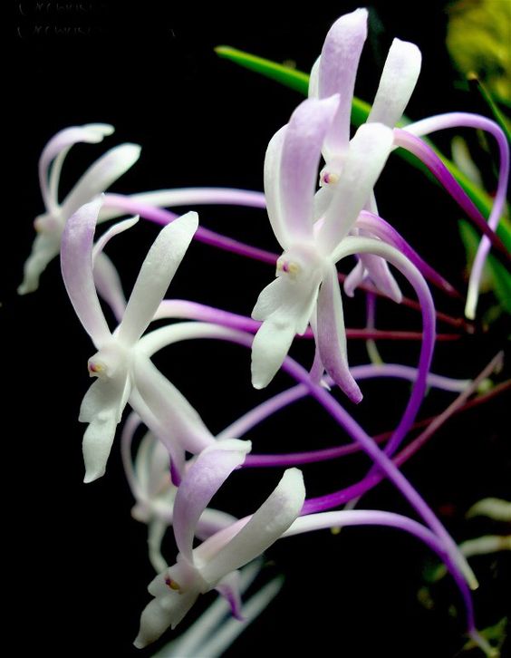 Neofinetia falcata 'Shuttenou'
