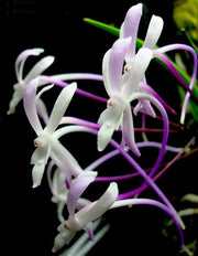 Neofinetia falcata 'Shuttenou'