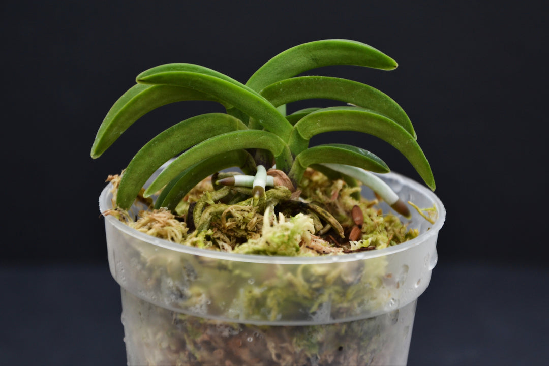 Neofinetia falcata 'Suikaden' 翠華殿