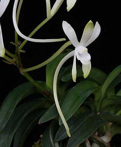Neofinetia falcata 'Suikaden'