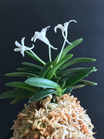 Carica l'immagine nel visualizzatore Galleria, Neofinetia falcata 'Tamakongo'