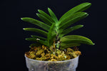 Carica l'immagine nel visualizzatore Galleria, Neofinetia falcata 'Yodonomatsu' 淀の松