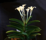 Carica l'immagine nel visualizzatore Galleria, Neofinetia falcata 'Yodonomatsu' 淀の松