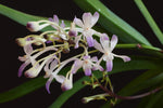 Carica l'immagine nel visualizzatore Galleria, Neostylis Lou Sneary (Neofinetia falcata x Rhy. coelestis var coerulea) 