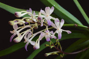 Neostylis Lou Sneary (Neofinetia falcata x Rhy. coelestis var coerulea) 
