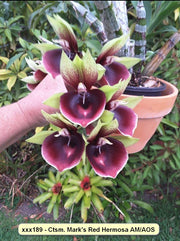 Catasetum Marks Red Hermosa 'Jungle Girls'