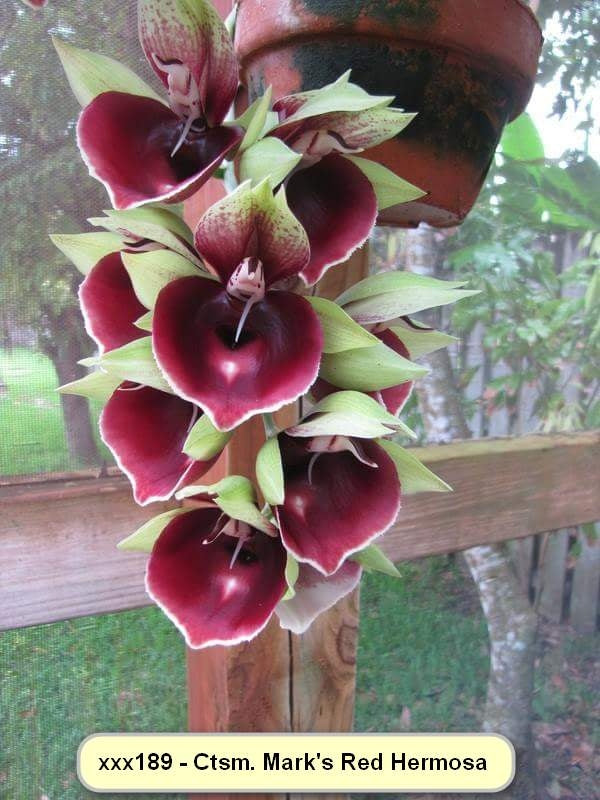 Catasetum Marks Red Hermosa 'Jungle Girls'