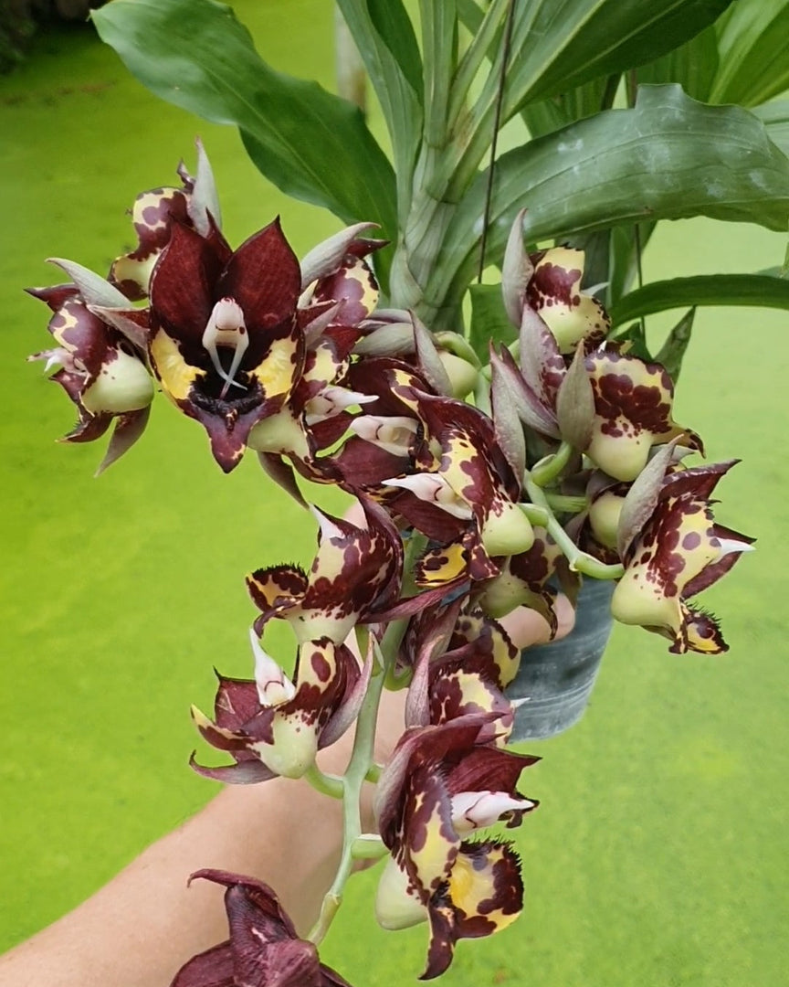 Catasetum Kidney Bean Jamie's 'Golden Eyes'