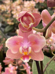 Phalaenopsis Odorion - Peloric 2 eyes