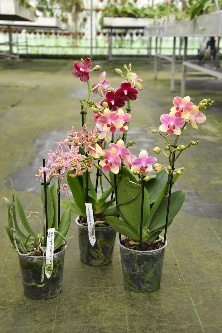PHALAENOPSIS CHRISTMAS OFFER