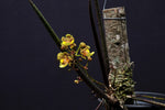 Carica l'immagine nel visualizzatore Galleria, Oncidium cebolleta