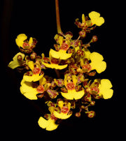 Oncidium cebolleta
