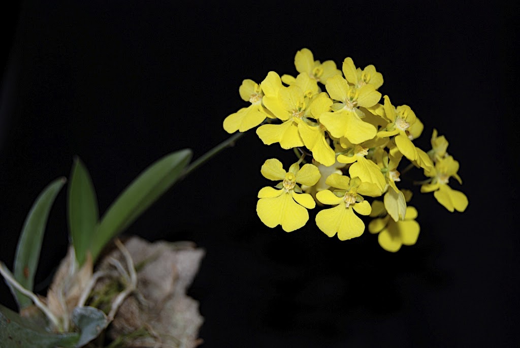Zelenkoa onusta (syn. Oncidium onustum)