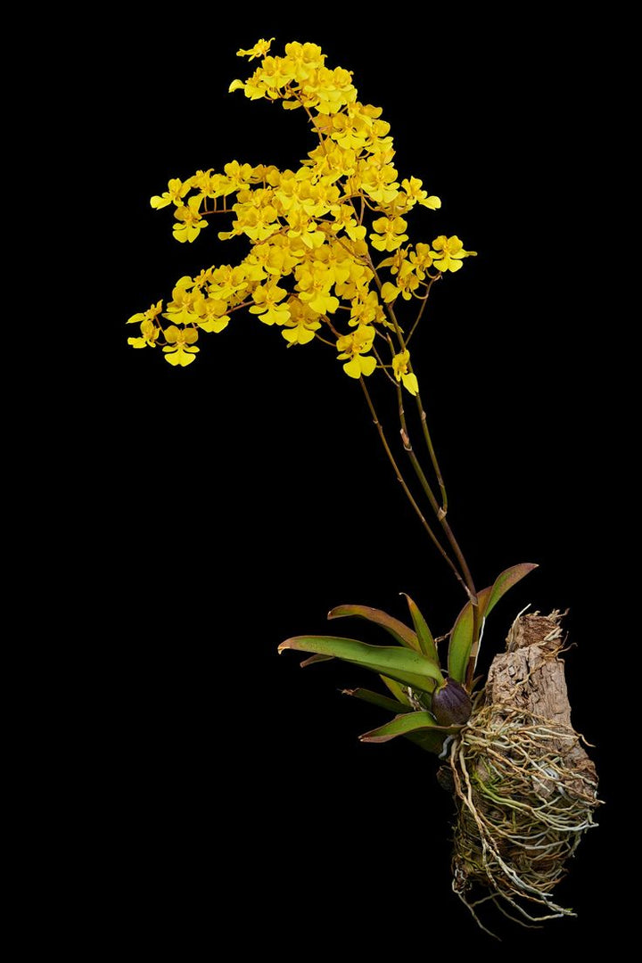 Zelenkoa onusta (syn. Oncidium onustum)