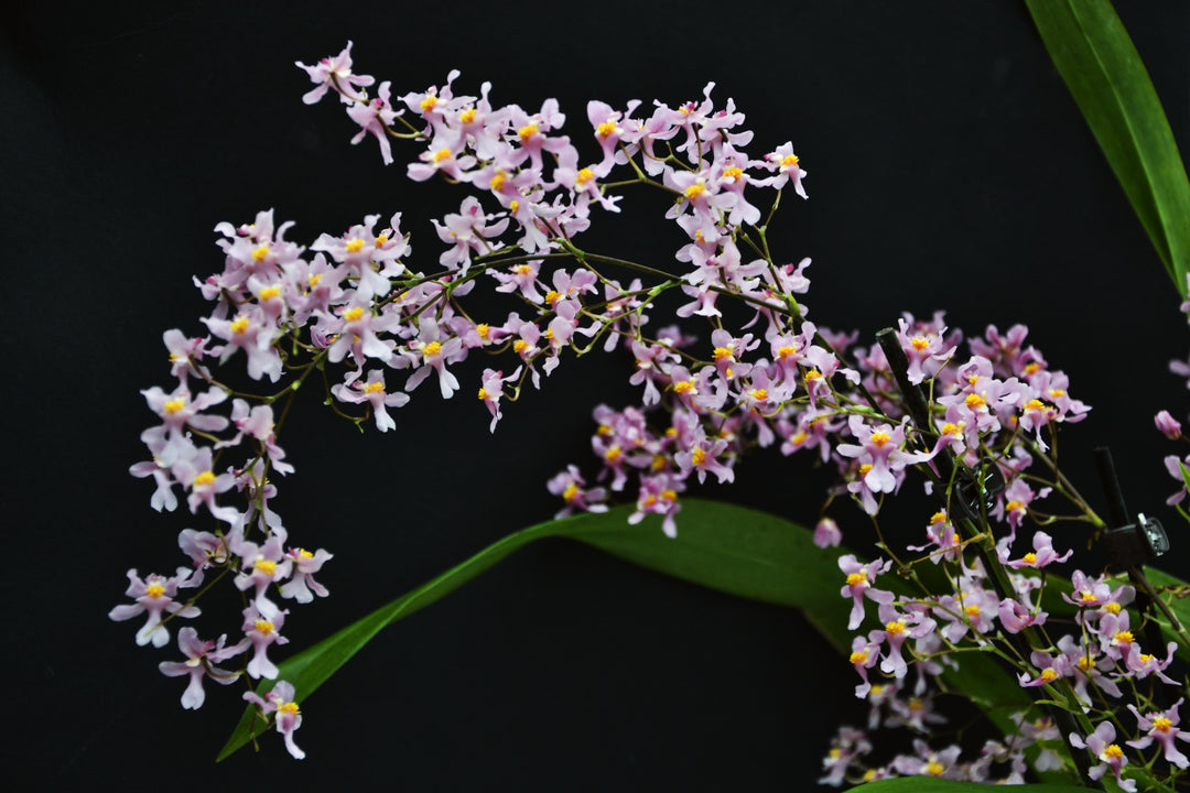 Oncidium ornithorhynchum syn. sotoanum