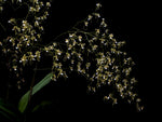 Load image into Gallery viewer, Oncidium phymatochilum
