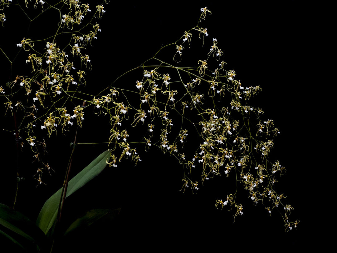 Oncidium phymatochilum