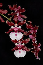 Carica l'immagine nel visualizzatore Galleria, Oncidium Sharry Baby