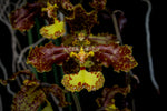 Carica l&#39;immagine nel visualizzatore Galleria, Oncidium stacyi
