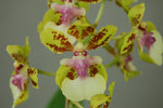 Carica l'immagine nel visualizzatore Galleria, Oncidium Margareth Chenoweth (O. aurisasinorum x O. Lanceanum)