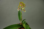 Carica l'immagine nel visualizzatore Galleria, Oncidium Margareth Chenoweth (O. aurisasinorum x O. Lanceanum)