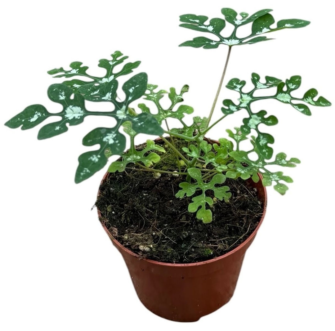 Philodendron Spiritus Sancti