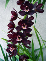 Load image into Gallery viewer, Cymbidium Kiwi Midnight 'Geyserland'