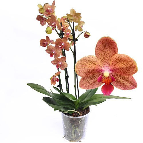 Phalaenopsis Sunset Love