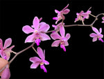 Load image into Gallery viewer, Phalaenopsis Orchidom Nancy (Phalaenopsis pulcherrima × Phalaenopsis stobartiana)