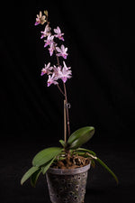 Load image into Gallery viewer, Phalaenopsis Orchidom Nancy (Phalaenopsis pulcherrima × Phalaenopsis stobartiana)