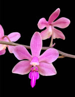 Load image into Gallery viewer, Phalaenopsis Orchidom Nancy (Phalaenopsis pulcherrima × Phalaenopsis stobartiana)