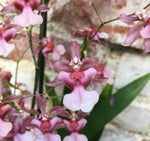 Carica l'immagine nel visualizzatore Galleria, Oncidium Rosy Sunset 'Pacific Sunset'