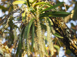 Carica l'immagine nel visualizzatore Galleria, Diaphananthe fragrantissima