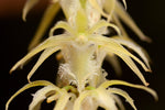 Carica l'immagine nel visualizzatore Galleria, Diaphananthe fragrantissima